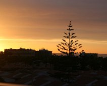 Norfolk Island Pines